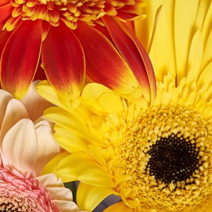 5 ярких гербер в стильном оформлении