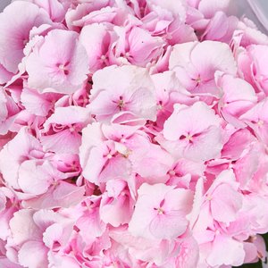 Розовая гортензия в воздушной упаковке