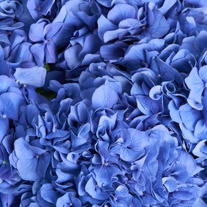 5 синих гортензий в стильной упаковке