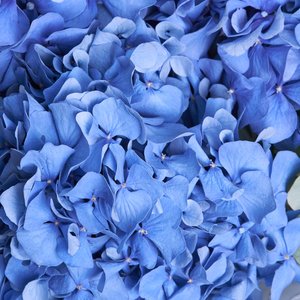 Букет синих гортензий с эвкалиптом