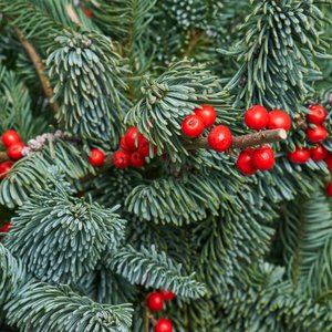 Новогодний пучок нобилиса с красным илексом