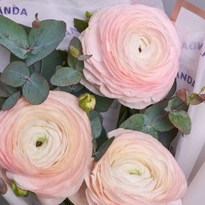 Розовые ранункулюсы с эвкалиптом