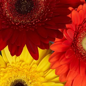 Букетик гербер и рускуса