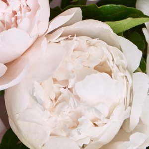 5 пионов в розовой упаковке