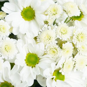 Букет ромашковых хризантем