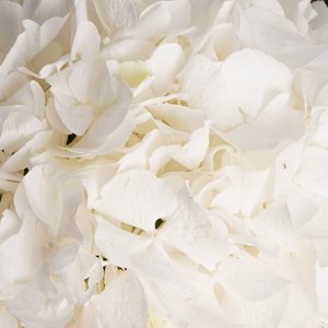 Белая гортензия в воздушной упаковке