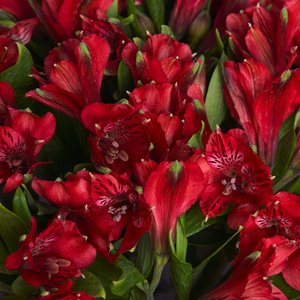 Пышный букет красных альстромерий