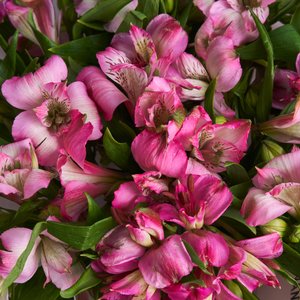 Букет розовых альстромерий