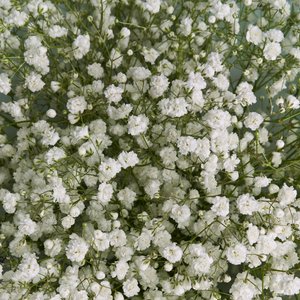 Пышный букет белоснежных гипсофил