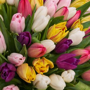 101 Голландский тюльпан