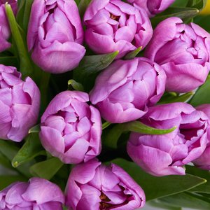 15 фиолетовых тюльпанов в матовой пленке