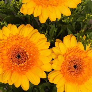 Желтый букетик гербер и солидаго