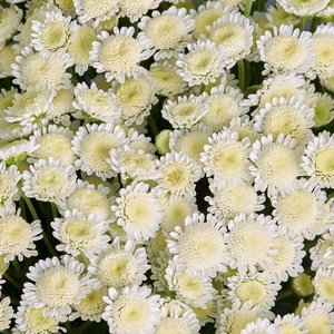 Букет ромашковой хризантемы Сталлион