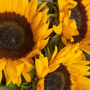 Букет летних подсолнухов