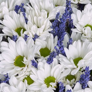 Букет Бакарди с лавандой