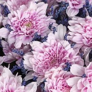 Букет розовых хризантем с лавандой