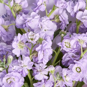 Букет фиолетовых маттиол