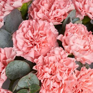 Букет розовых диантусов и цинерия