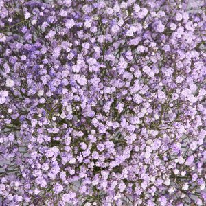 Воздушные фиолетовые гипсофилы
