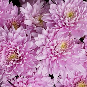 Монобукет розовых хризантем