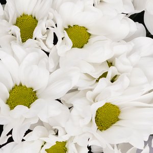 Монобукет белых хризантем бакарди