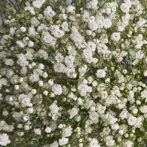 Белые гипсофилы