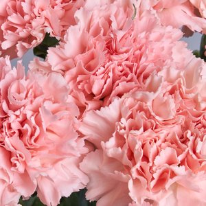 Розовые диантусы