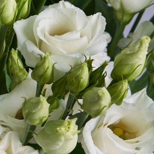 Белые эустомы