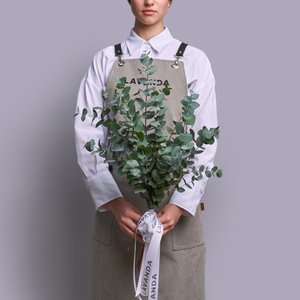 Эвкалипт Цинерия