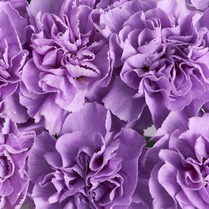 Лунные диантусы