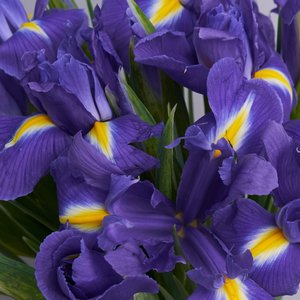 Синие ирисы