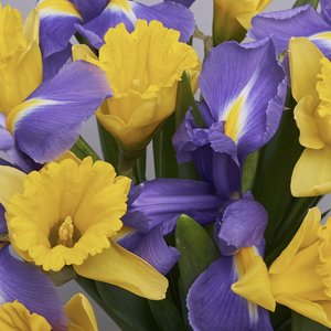 Нарциссы и ирисы