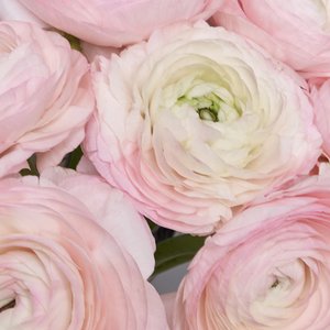 Розовые ранункулюсы