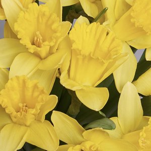 Желтые нарциссы