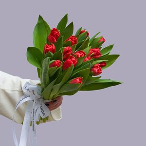 Красные тюльпаны