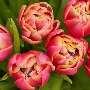 Букет красных тюльпанов