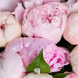 Белые и розовые пионы