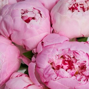 Розовые пионы