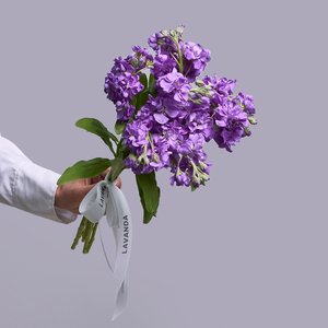 Фиолетовые маттиолы