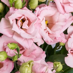 Розовые эустомы