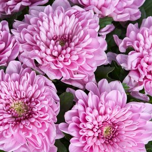 Розовые хризантемы