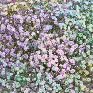 Радужная гипсофила в белой упаковке