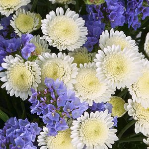 Букет лазурной статицы и белых хризантем