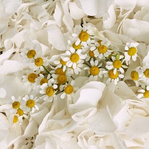 Нежный букет ромашек и белых гортензий