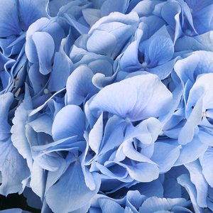 5 голубых гортензий в матовой упаковке
