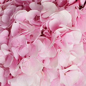 5 розовых гортензий в матовой упаковке