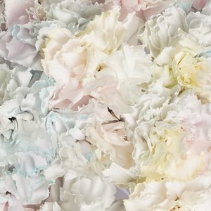 Радужные диантусы