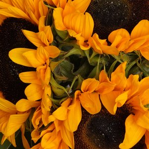 Подсолнухи