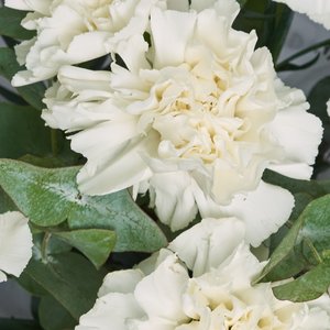 Букет белых диантусов