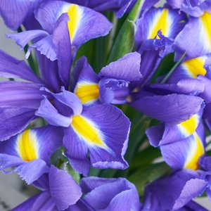Букет свежих ирисов